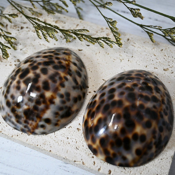 Coquillages d'allaitement brillants - Vanille Coton